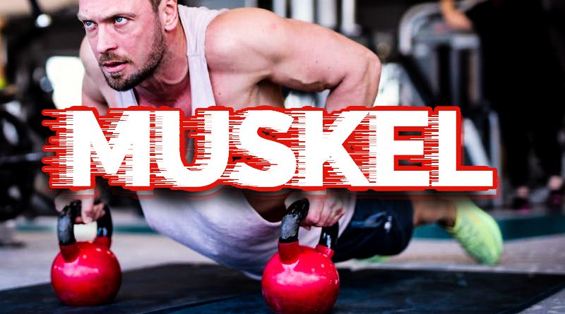 Muskel Bodybuilder Training