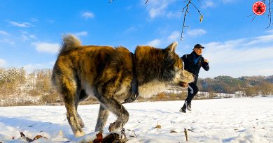 Joggen mit Hund im Winter: Ein Winterwunderland-Training für Mensch und Tier